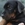 Doberman