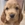 İngiliz Cocker Spaniel