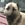 Kangal