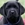 Labrador