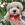 Maltipoo