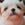 Morkie