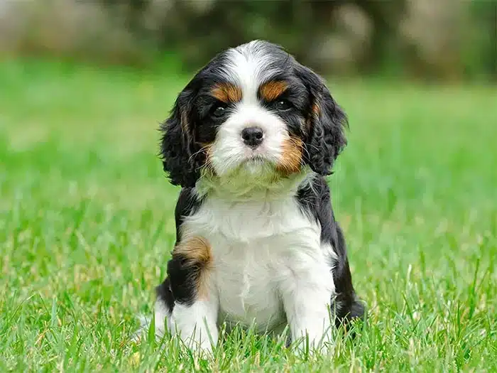 Cavalier King Charles Fiyat