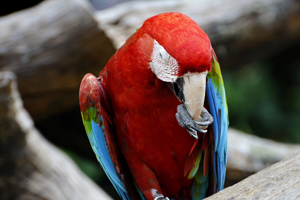 Macaw Papağanı Sahiplerinin Bilmesi Gerekenler