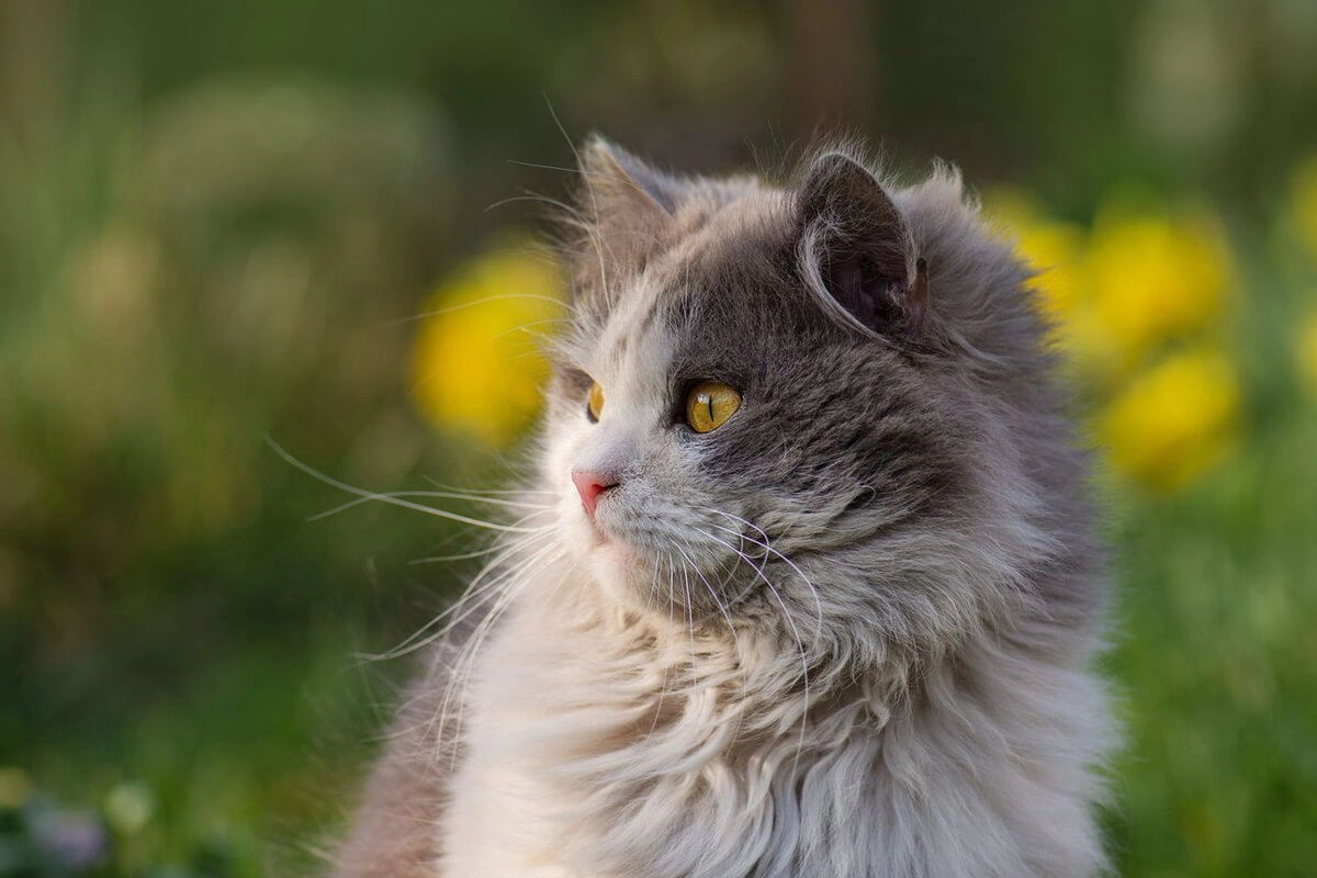 British Longhair Karakter &Ouml;zellikleri