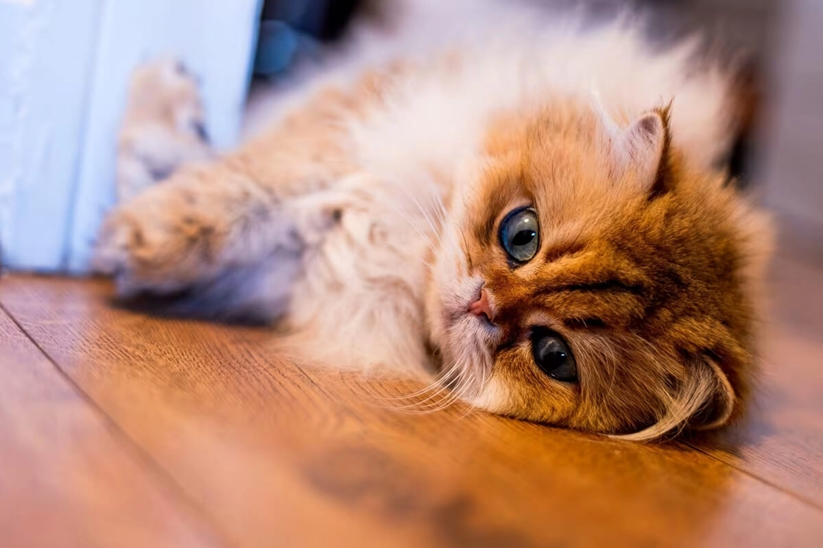 British Longhair Sahiplerinin Bilmesi Gerekenler