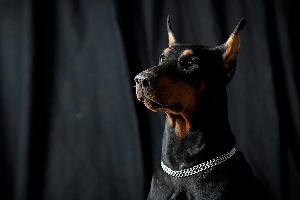 Doberman Satın Al