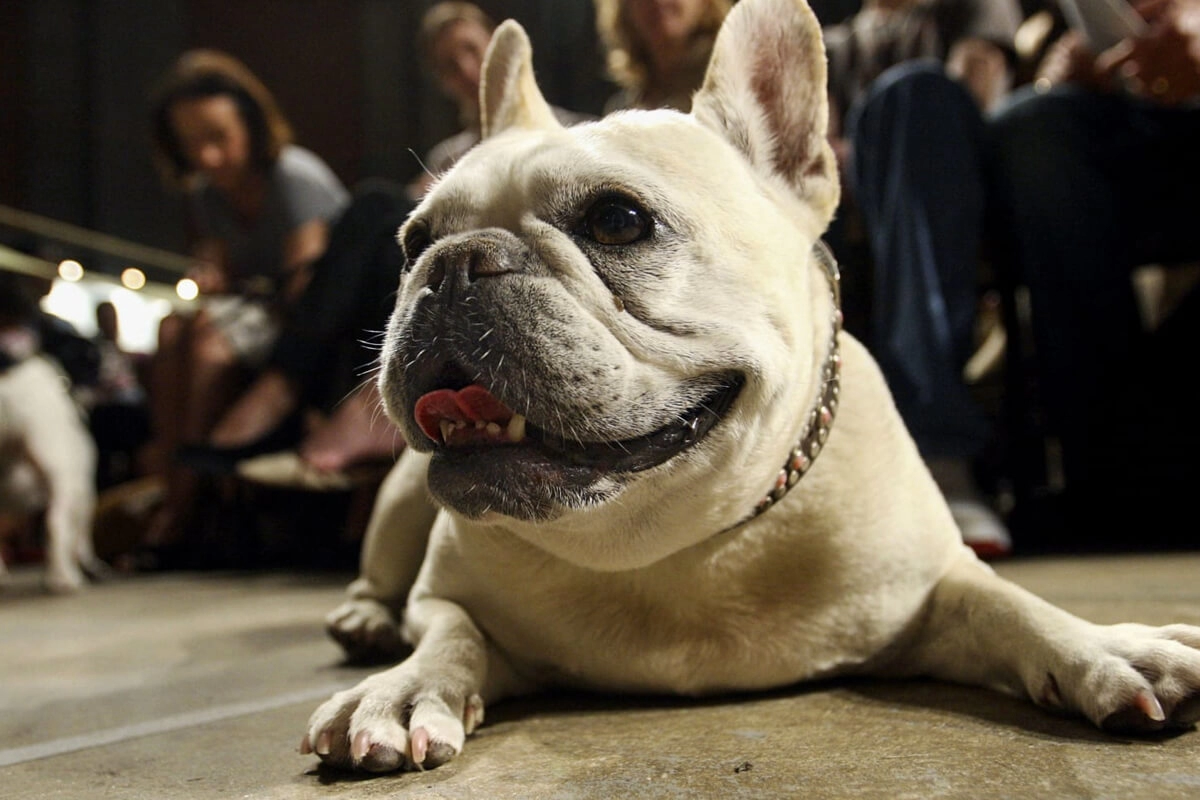 French Bulldog Fiziksel Özellikleri