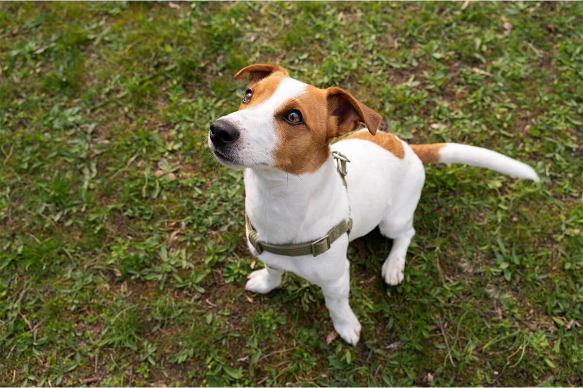Jack Russell Satın Al