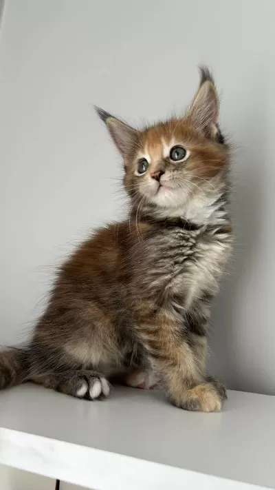 Sağlik Ve İrk Garantili Maine Coon Minik Devler