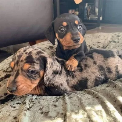 Dachshund ( Sosis ) Yavrular