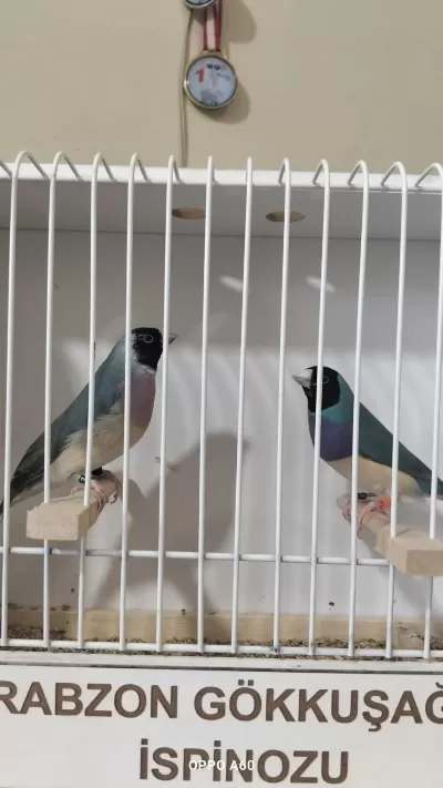 Mavi Gökkuşağı İspinozu Takım