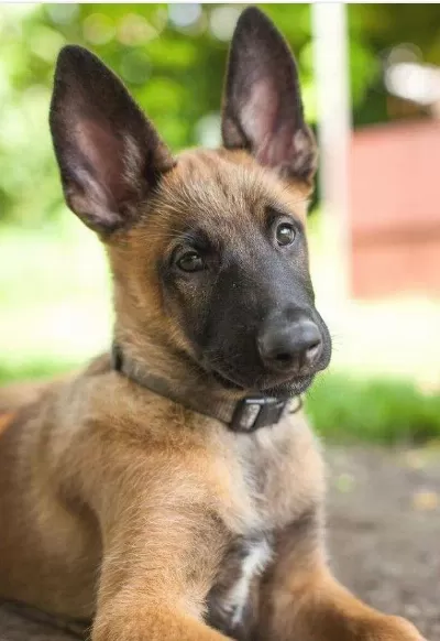 Belçika Malinois Yavrular Uygun Fiyat Kalite