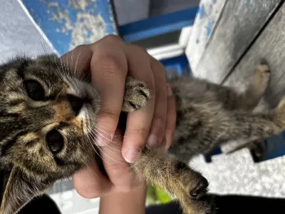 1 Aylık Sokak Kedisi