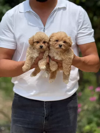 Orjinal Kore Teacup Maltipoo Bebekler