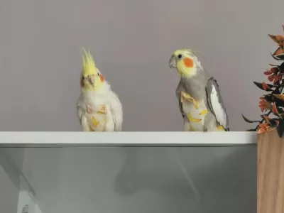 Sultan Papağanı Dişi Ve Erkek