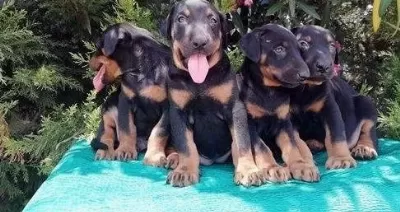 Ruhsatlı Resmi İşletmeden Taksit Avantajıyla Doberman