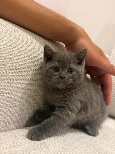 British Shorthair Yavrularimiza Yuva Ariyoruz