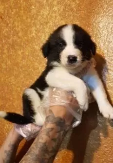 Elit Patiler Farkıyla Border Collie Yavrular