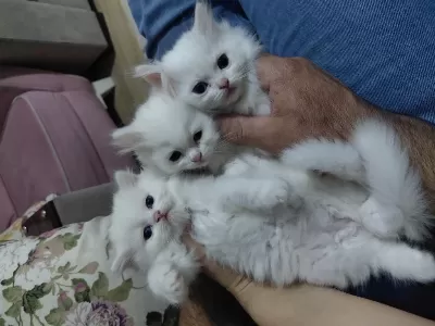Harika Tatlı Kediler
