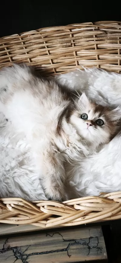 Ny25 Dişi British Longhair