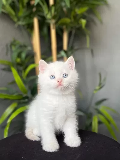 British Shorthair Yavrularim Teslime Hazir