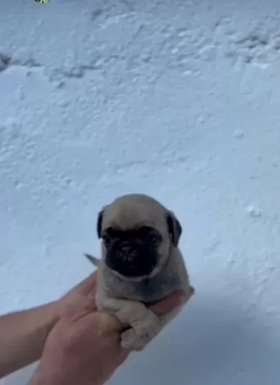 Orijinal Pug Mops Yavrular İrk Sağlık Garantili