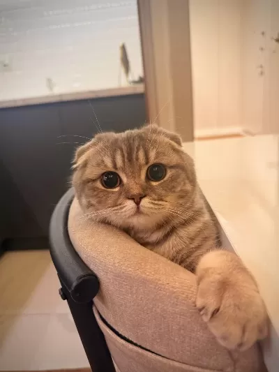 Kedimize Yuva Arıyorum