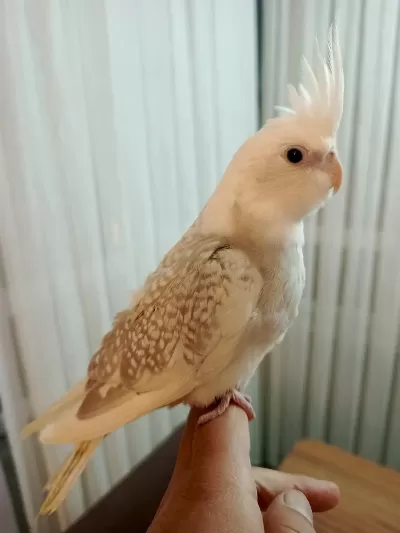 Çok Tecrübeli Sultan Papağanı Takım