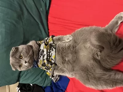 Acil Scottish Fold Kısır Değil Erkek Sahiplendirme