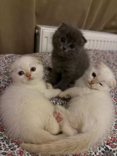 2 Aylık Kedilerimize Yuva Olur Musun