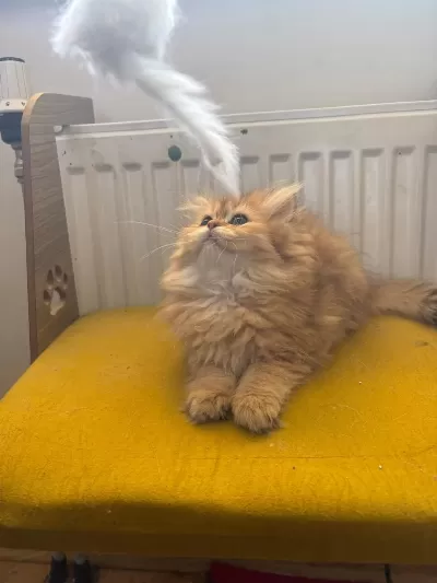British Longhair Dişi Kedimiz