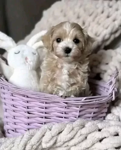 Maltipoo Yavrularimiz