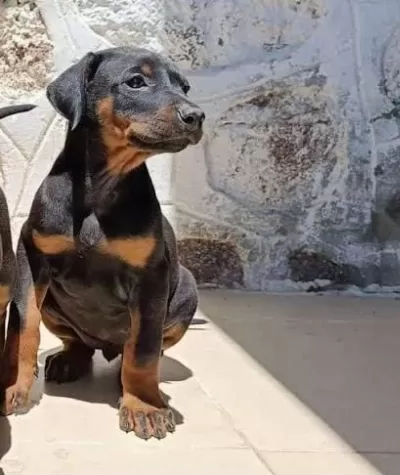 Eğitim Ve Bakım Destekli Doberman