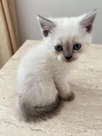 British Shorthair Blue Point 45 Günlük Mavi Boncuk