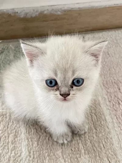 British Shorthair Blue Point 45 Günlük