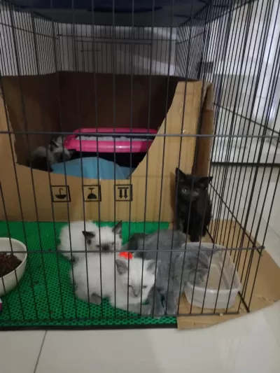 Blue Point Scottish Fold Yavrularimiz Eğitimleri Tam