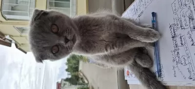 Sağlıklı Yavru Kediler