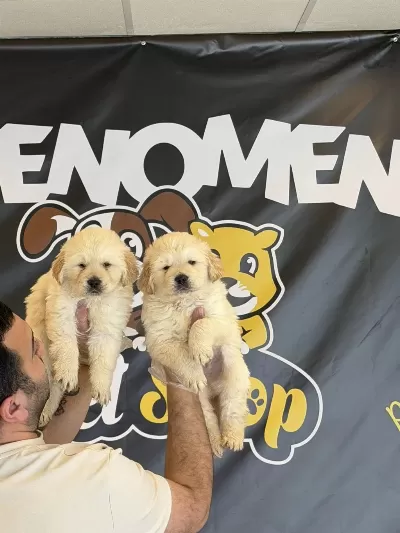 Gerçek Golden Retriewer Yavrulari Ankara Mağaza