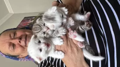 Çanakkale Merkezde Scottish Fold