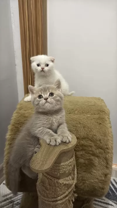 Yakişikli British Shorthair Prenslerim