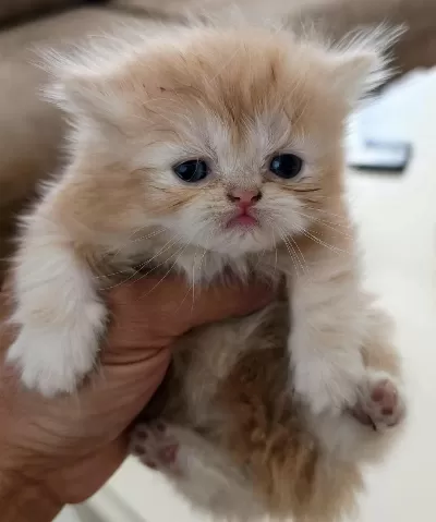 Harika Chinchilla Kedileri