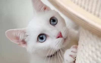 Uyumlu Sevimli Bir Minik Kedimiz
