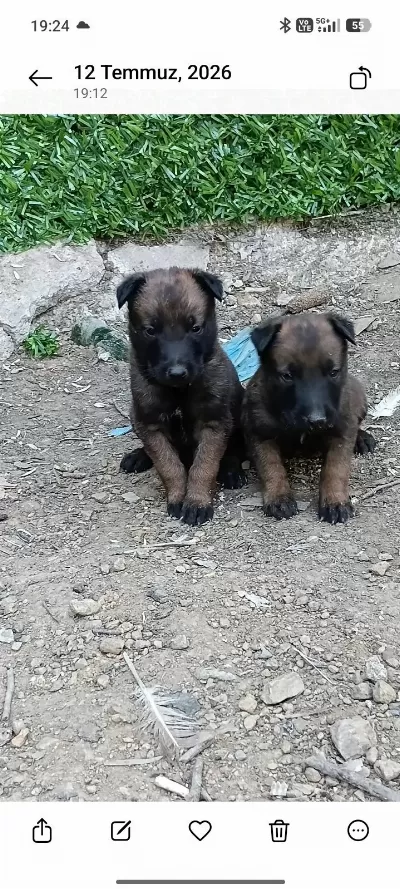 Belçika Malinois Bebekler