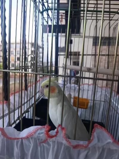 Ele Alışkın 8 Aylık Erkek Sultan Papağanı