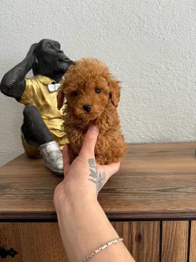 Kg Garantili Poodle Yavrular