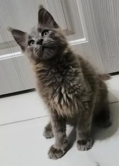 Küçük Dev Erkek Maine Coon