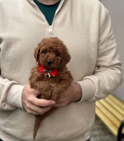 Sağlıklı Toy Poodle Minikler