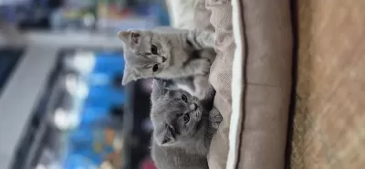Orjinal British Shorthair Sağlıklı 2 Aylık Yavrular