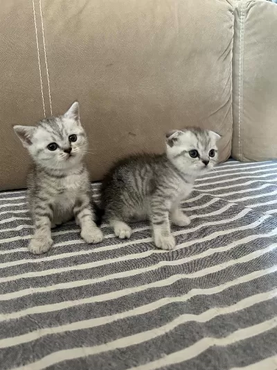 Scottish Fold Erkek Kedimiz